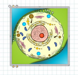 Prima di due immagini sulla cellula