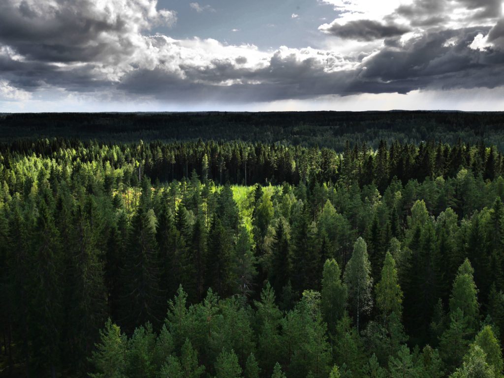 immagine dal film secrets in the world's largest forest secrets in the world's largest forest