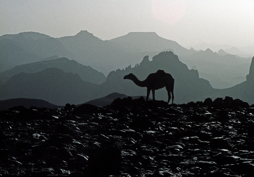 Fotografia di Cesare Gerolimetto "Cammello nel deserto del Sahara" fotografia della mostra