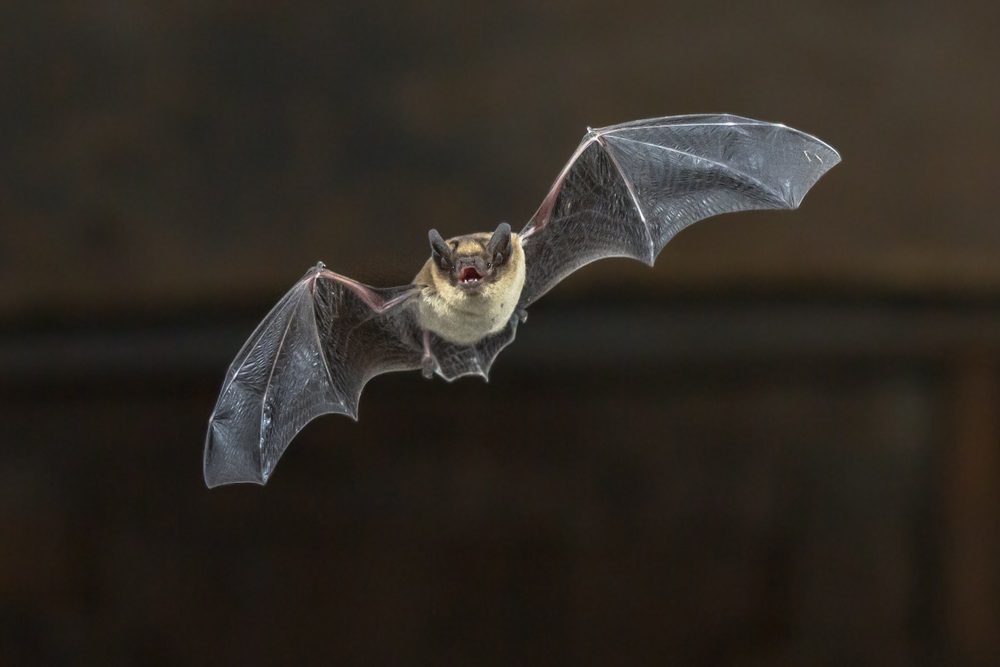 foto pipistrello